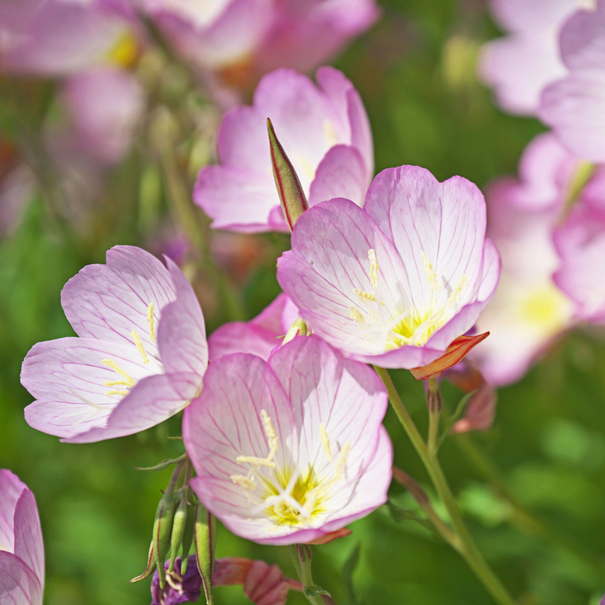 Oenothera Speciosa 'Pink Petticoats' Seeds - Suncups, 30 seeds