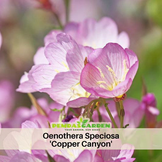 Oenothera Speciosa 'Copper Canyon' Seeds - Suncups, Sundrops, 30 seeds
