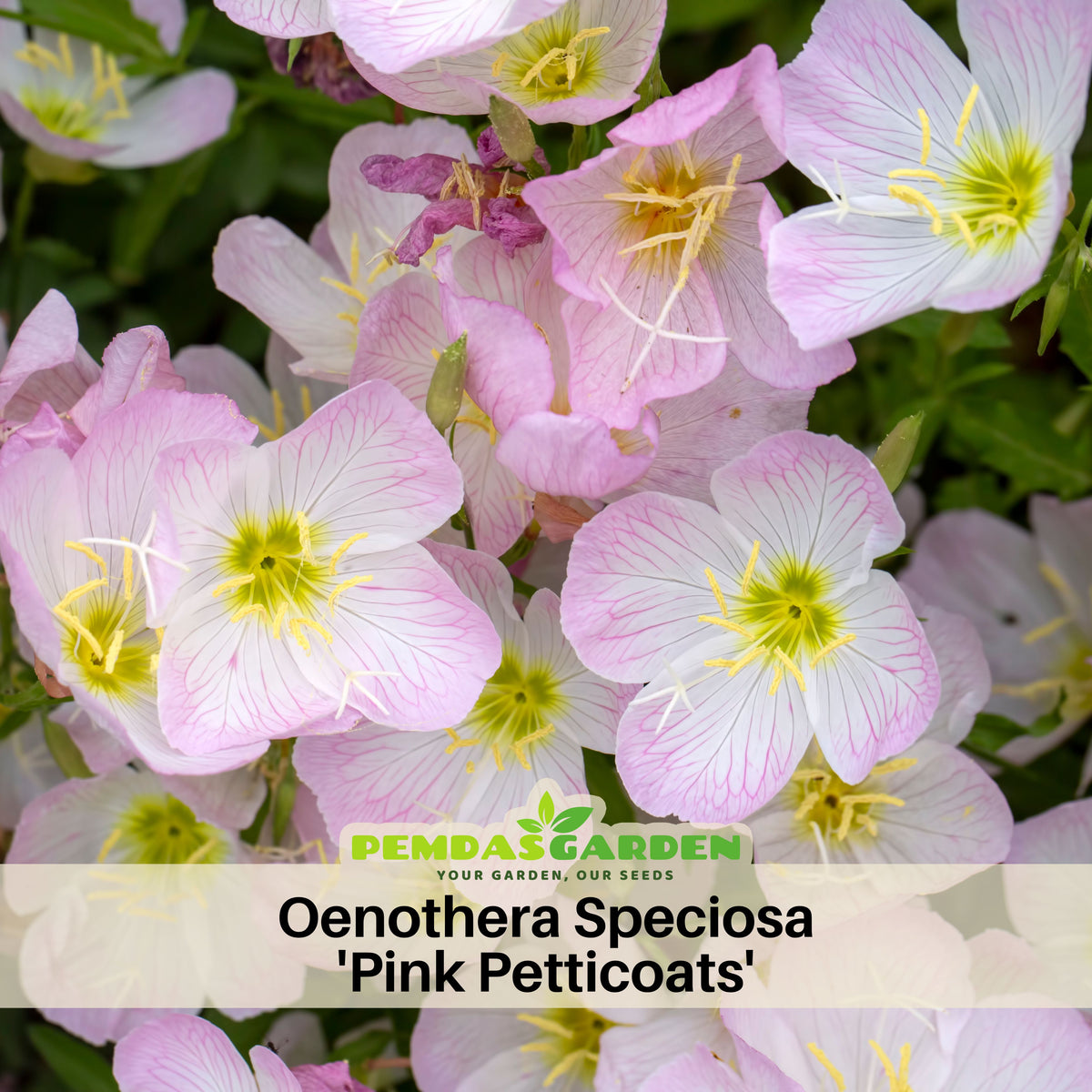 Oenothera Speciosa 'Pink Petticoats' Seeds - Suncups, 30 seeds