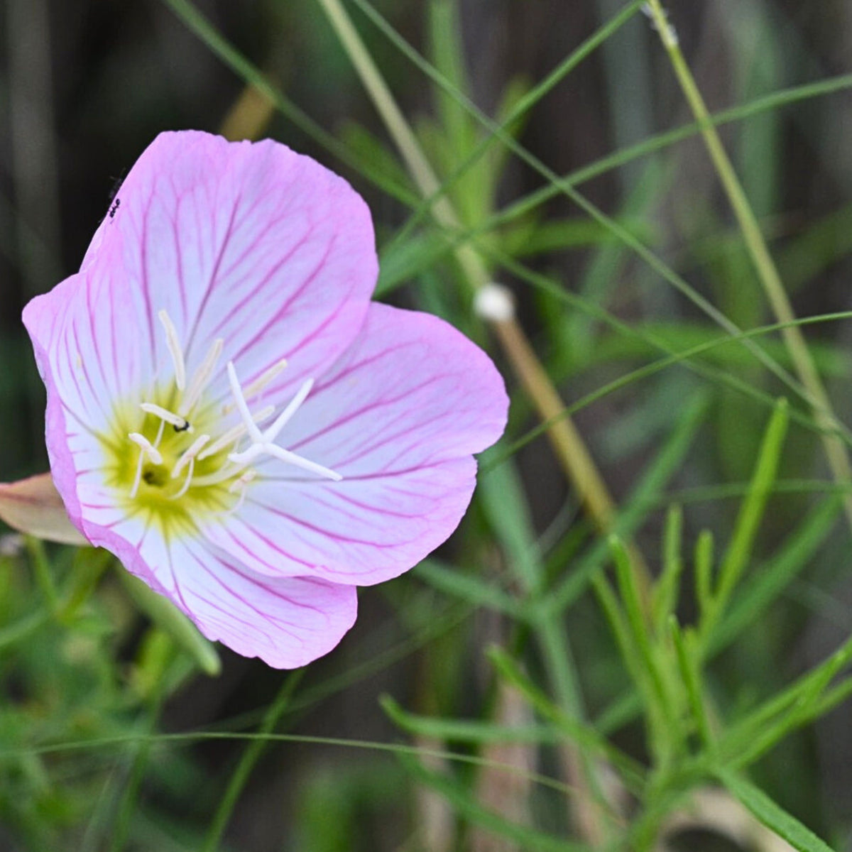 Oenothera Speciosa 'Copper Canyon' Seeds - Suncups, Sundrops, 30 seeds