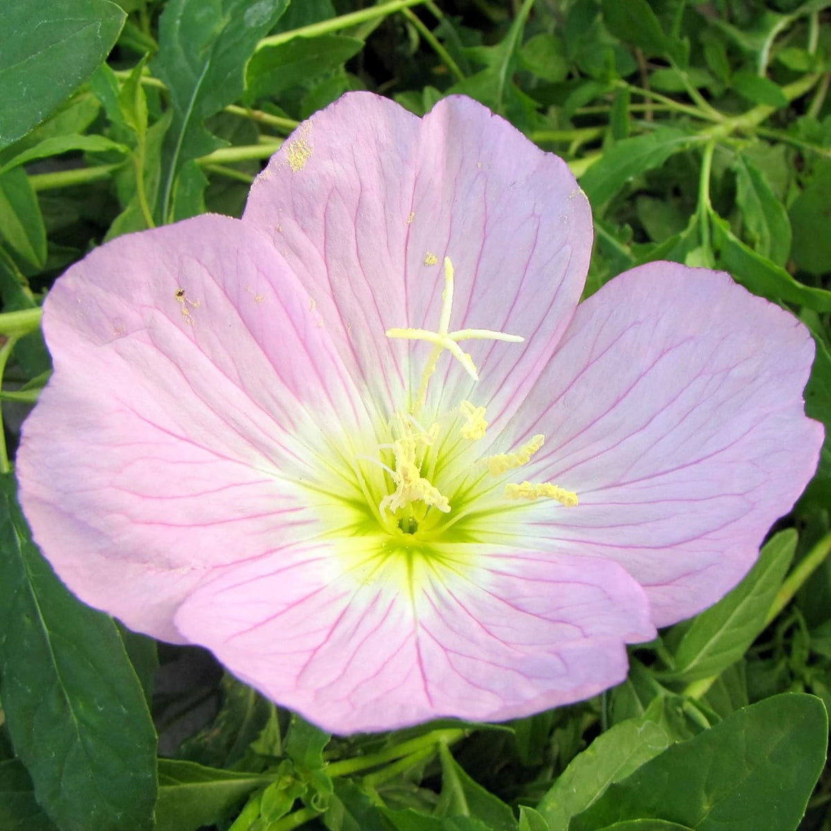Oenothera Speciosa 'Copper Canyon' Seeds - Suncups, Sundrops, 30 seeds