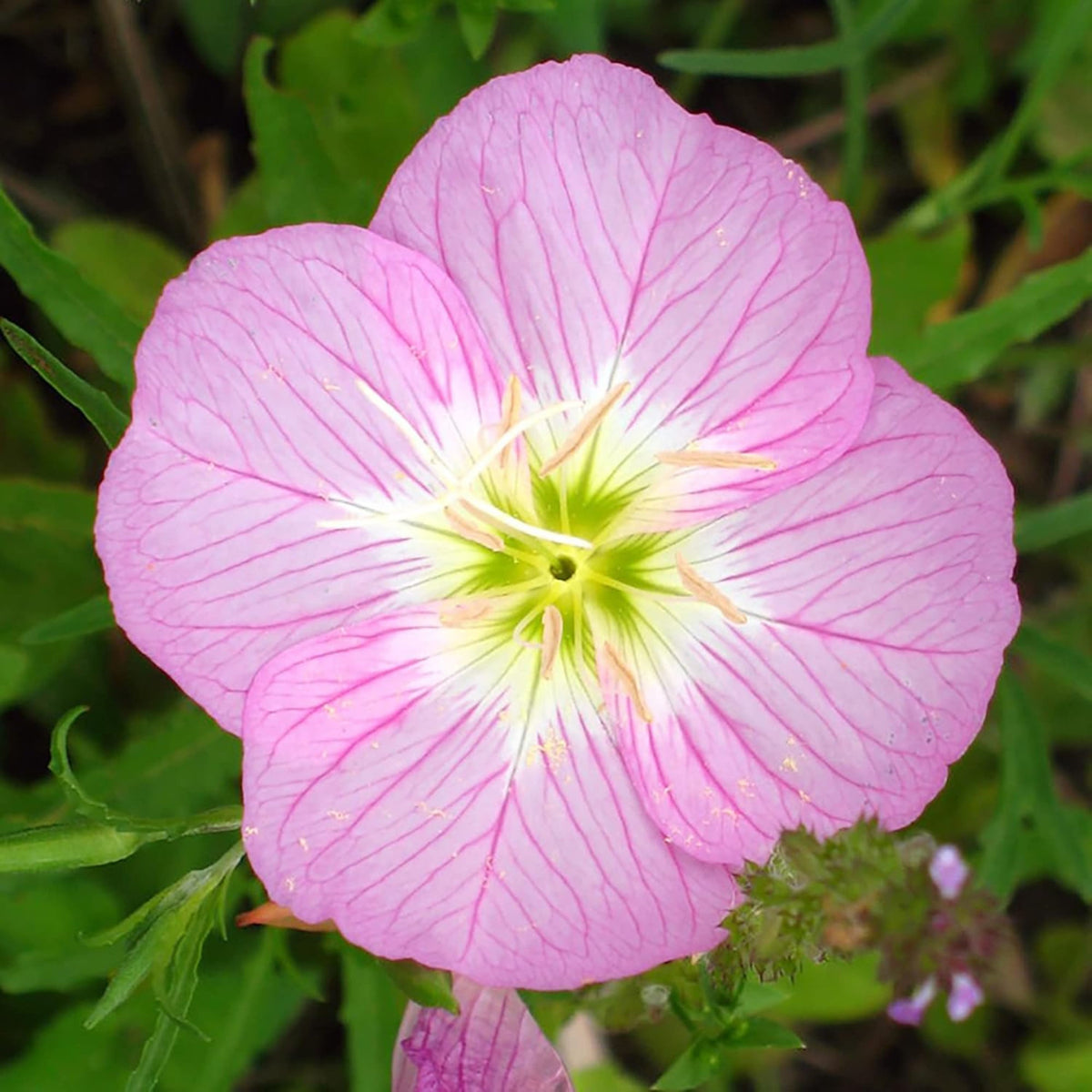 Oenothera Speciosa 'Copper Canyon' Seeds - Suncups, Sundrops, 30 seeds