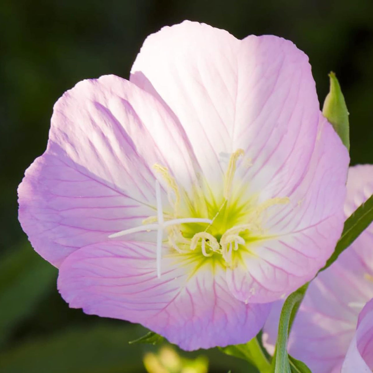 Oenothera Speciosa 'Copper Canyon' Seeds - Suncups, Sundrops, 30 seeds
