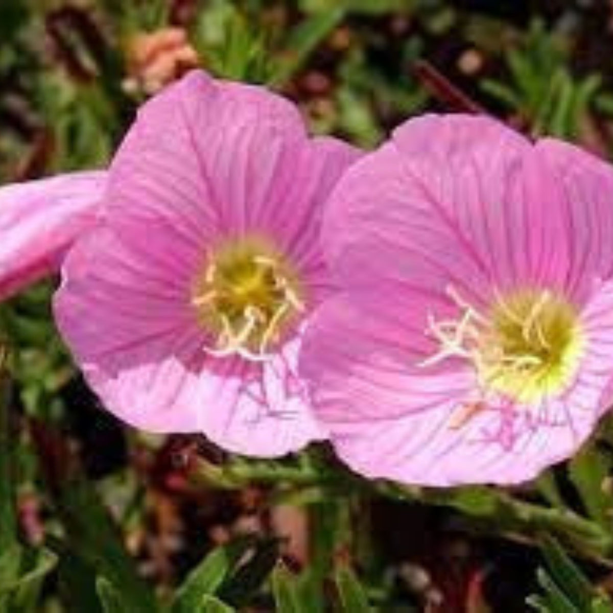 Oenothera Speciosa 'Copper Canyon' Seeds - Suncups, Sundrops, 30 seeds