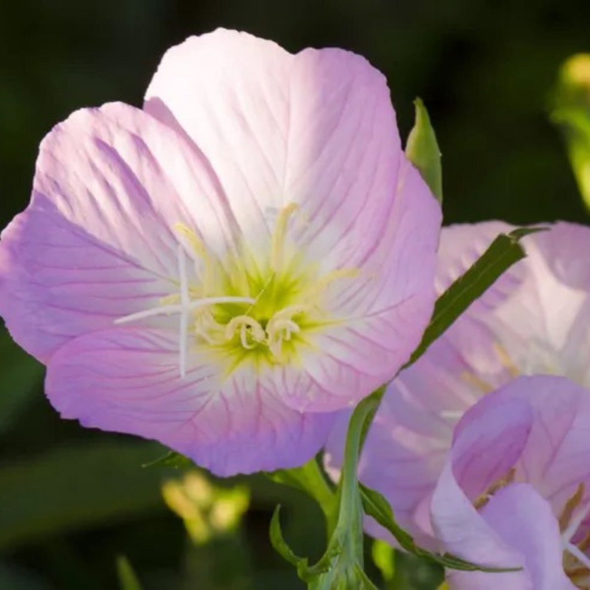 Oenothera Speciosa 'Copper Canyon' Seeds - Suncups, Sundrops, 30 seeds