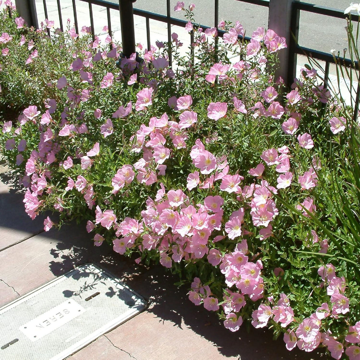 Oenothera Speciosa 'Copper Canyon' Seeds - Suncups, Sundrops, 30 seeds