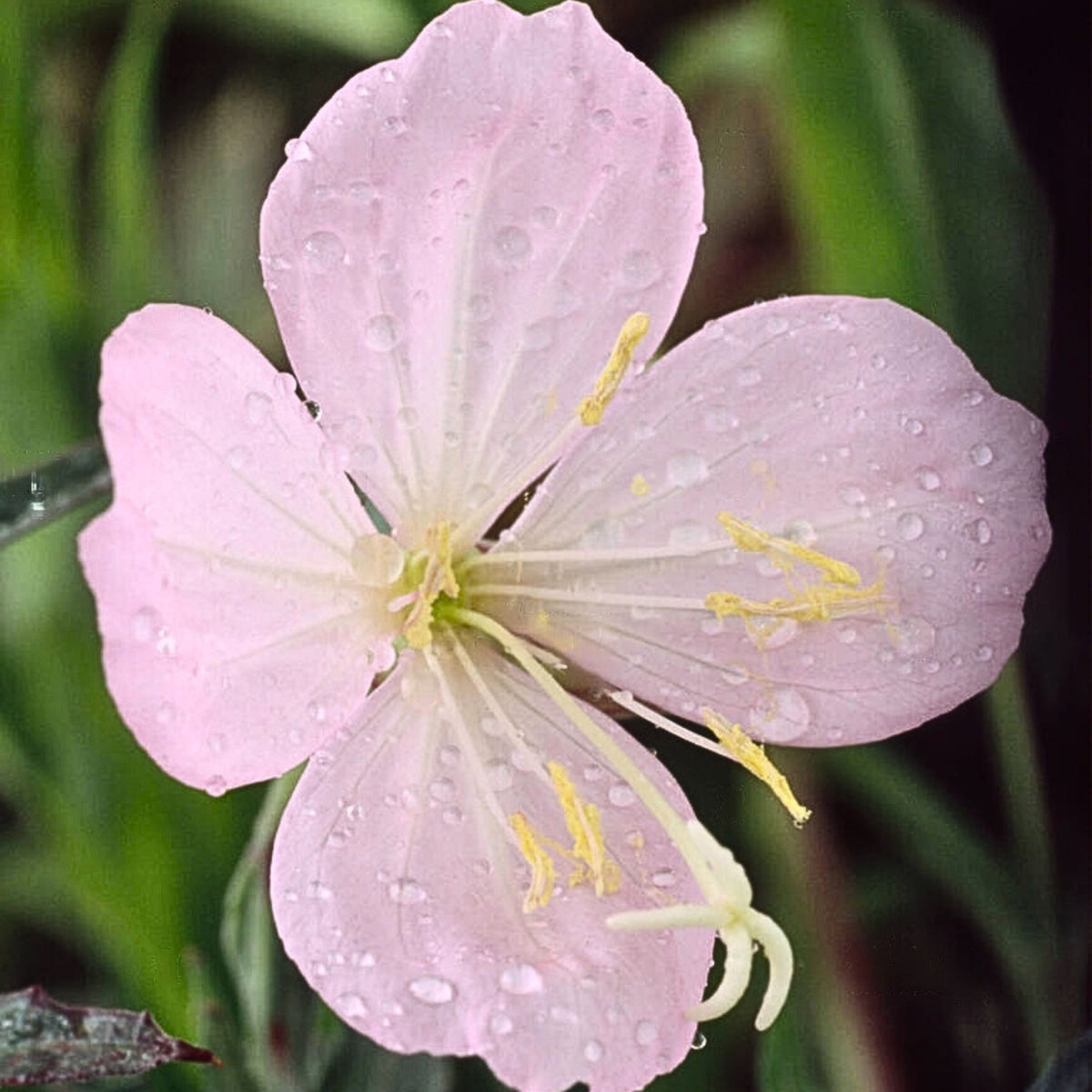 Oenothera Speciosa 'Copper Canyon' Seeds - Suncups, Sundrops, 30 seeds