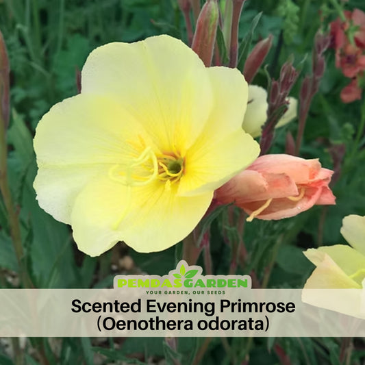 Oenothera Odorata Seeds - Suncups, Sundrops, 30 seeds