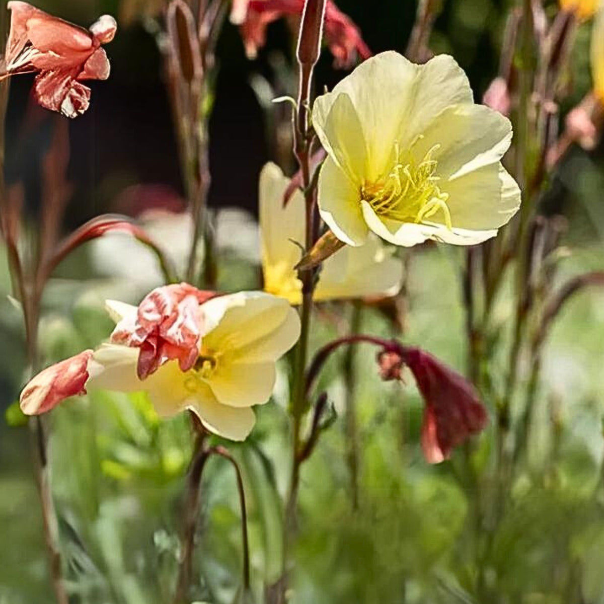 Oenothera Odorata Seeds - Suncups, Sundrops, 30 seeds