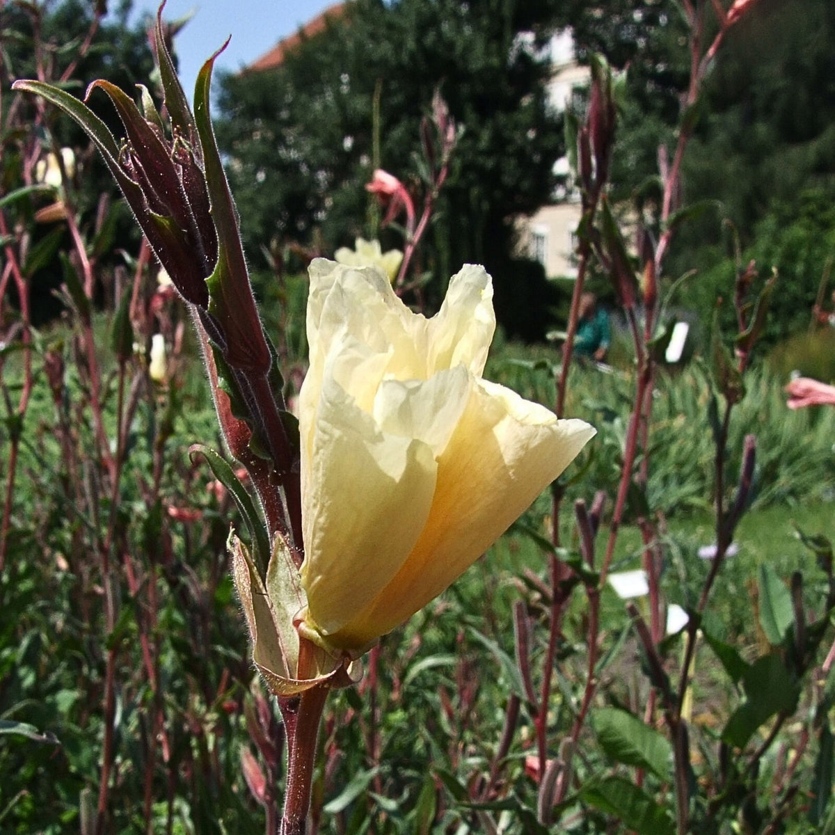 Oenothera Odorata Seeds - Suncups, Sundrops, 30 seeds