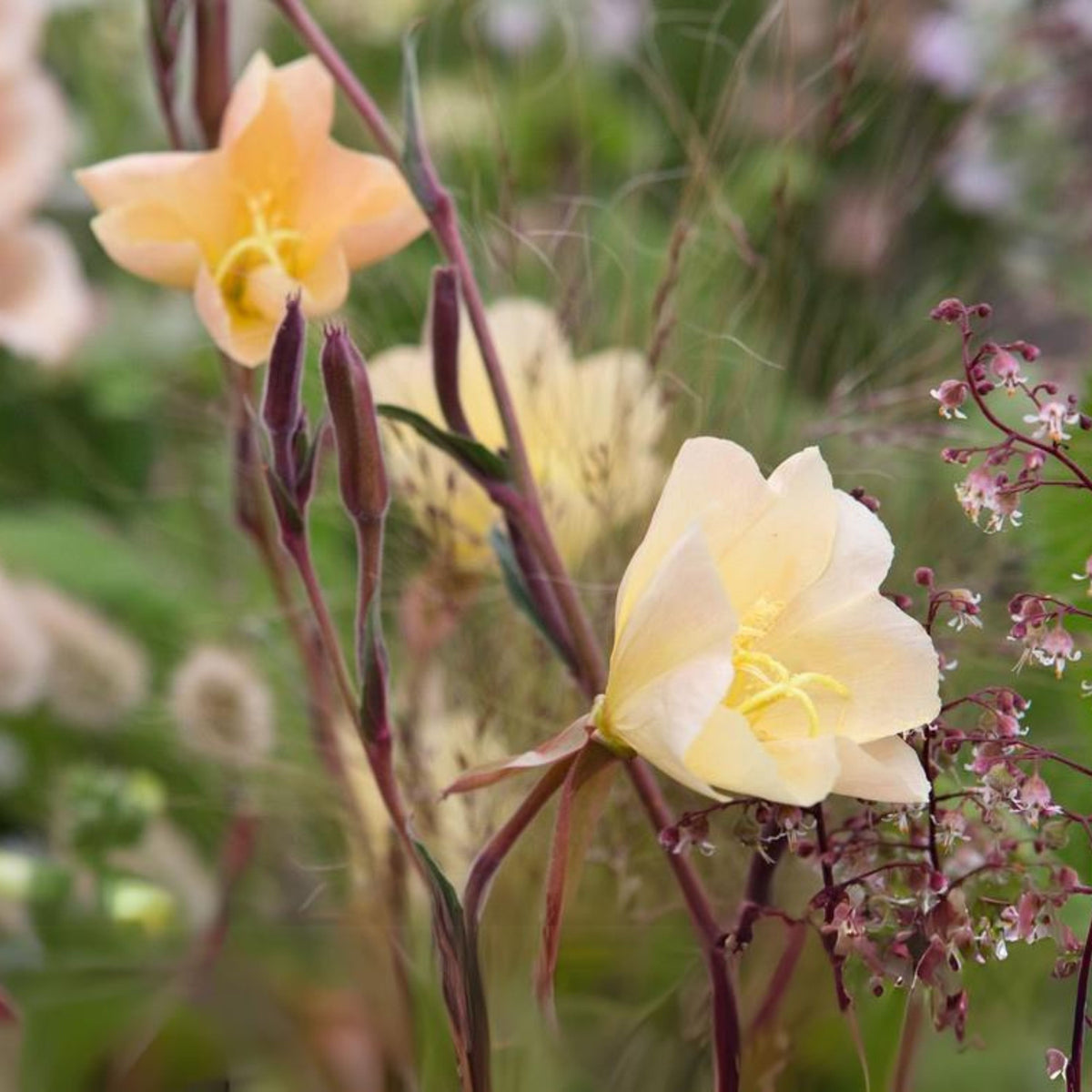 Oenothera Odorata Seeds - Suncups, Sundrops, 30 seeds
