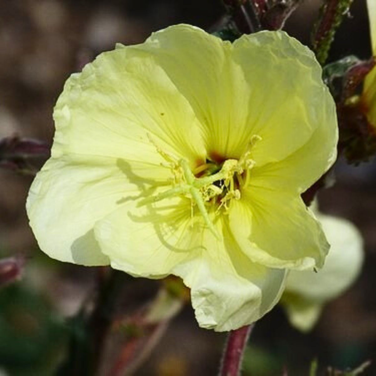 Oenothera Odorata Seeds - Suncups, Sundrops, 30 seeds