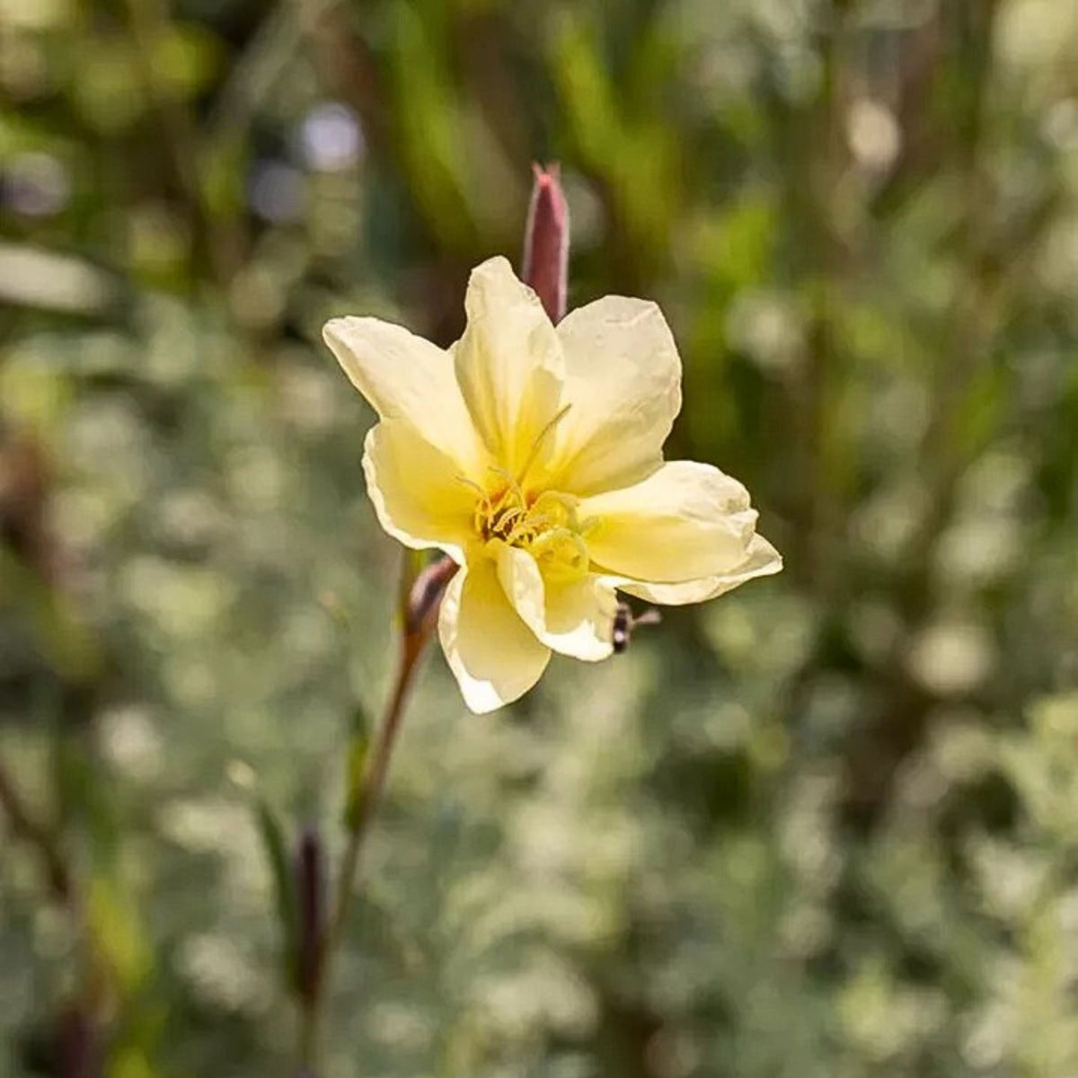 Oenothera Odorata Seeds - Suncups, Sundrops, 30 seeds
