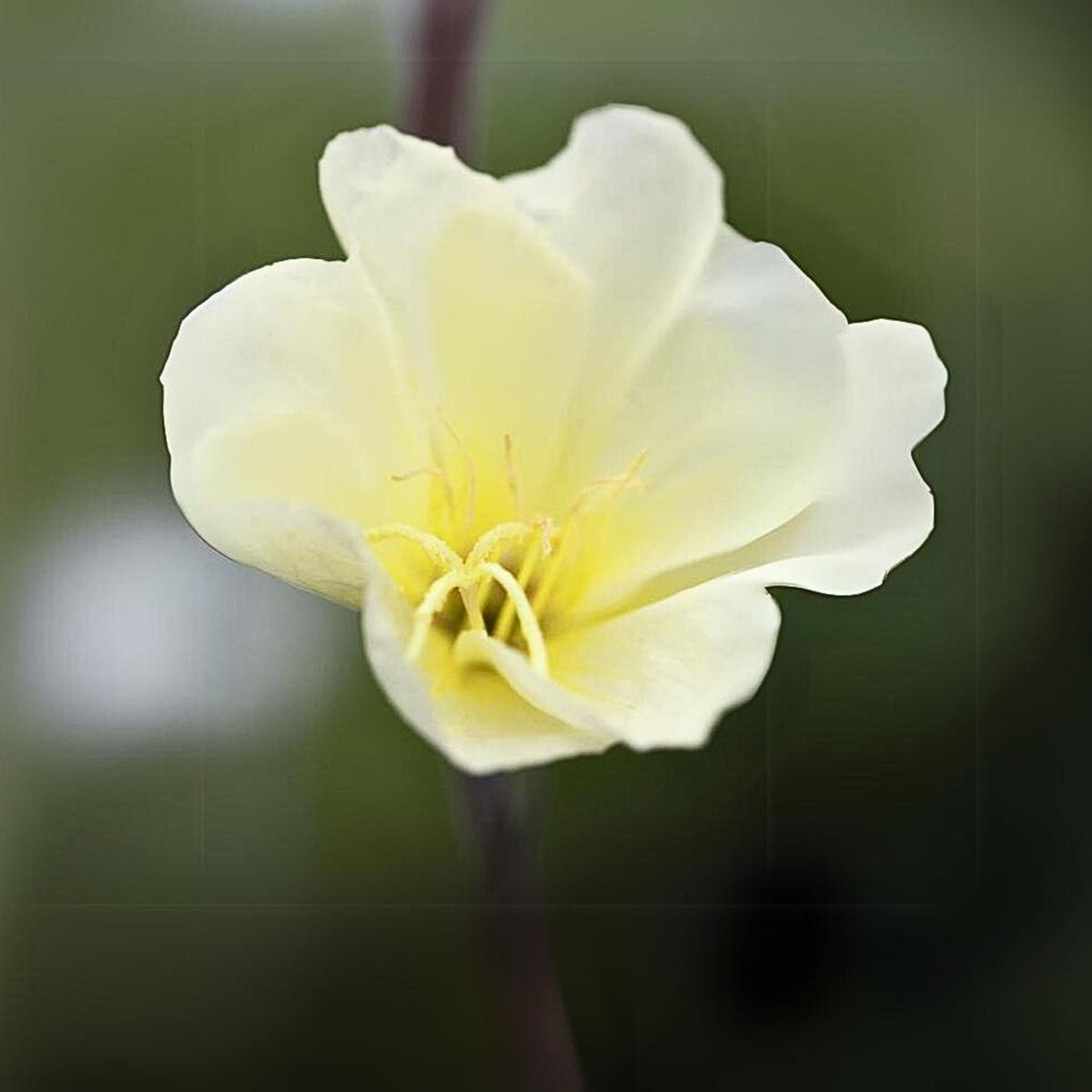 Oenothera Odorata Seeds - Suncups, Sundrops, 30 seeds