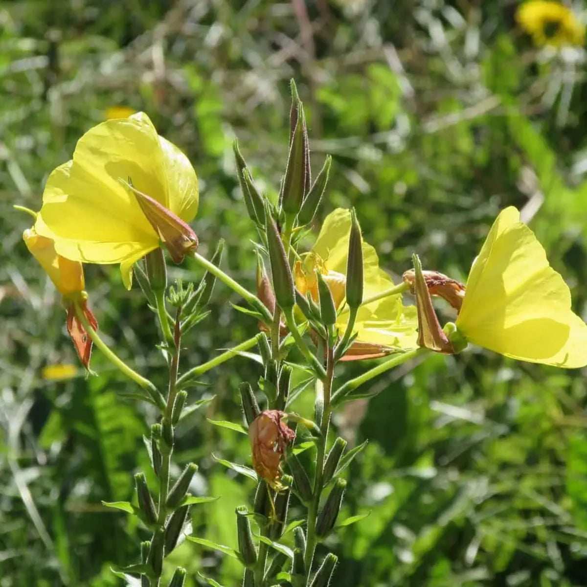 Oenothera Odorata Seeds - Suncups, Sundrops, 30 seeds