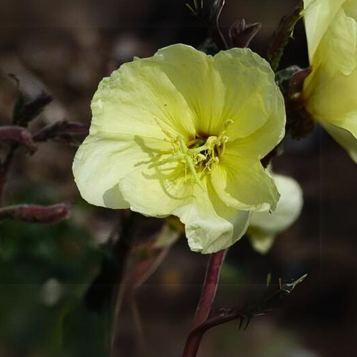 Oenothera Odorata Seeds - Suncups, Sundrops, 30 seeds