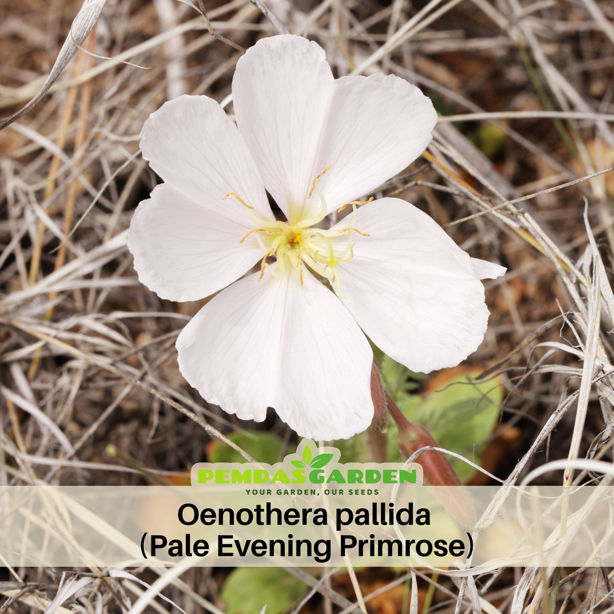 Oenothera Pallida (Pale Evening Primrose) Seeds - Suncups, 30 seeds
