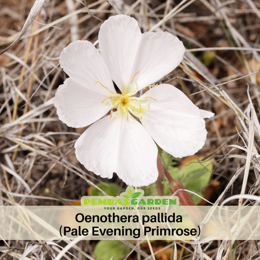 Oenothera Pallida (Pale Evening Primrose) Seeds - Suncups, 30 seeds