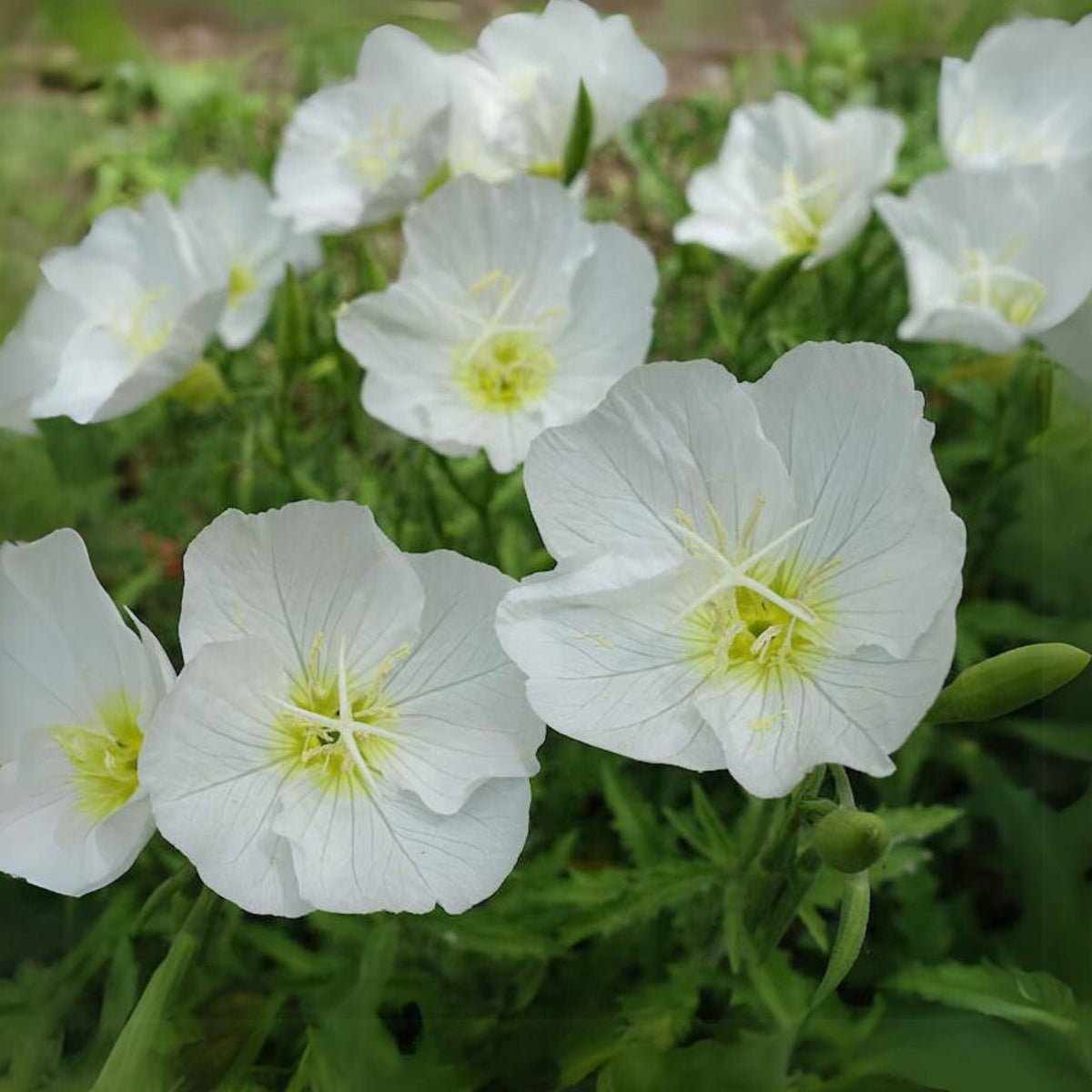 Oenothera Pallida (Pale Evening Primrose) Seeds - Suncups, 30 seeds