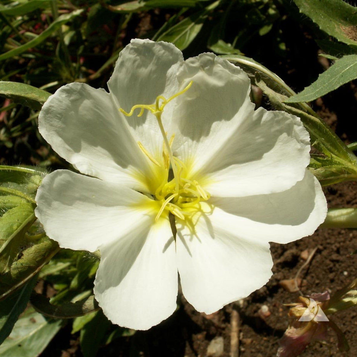 Oenothera Pallida (Pale Evening Primrose) Seeds - Suncups, 30 seeds
