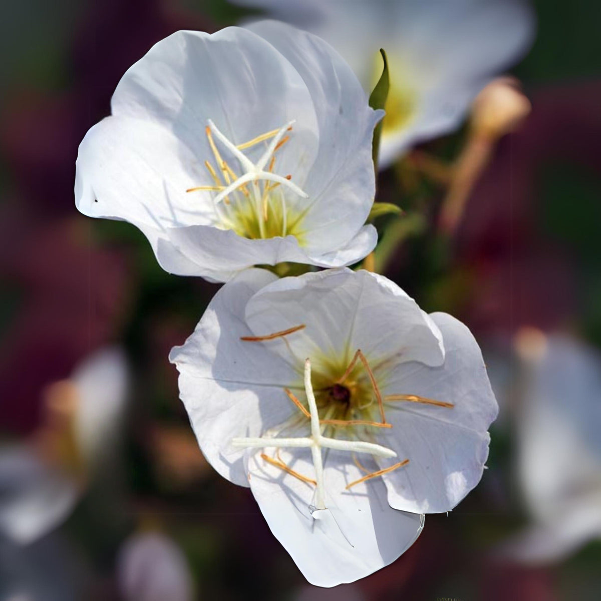 Oenothera Pallida (Pale Evening Primrose) Seeds - Suncups, 30 seeds