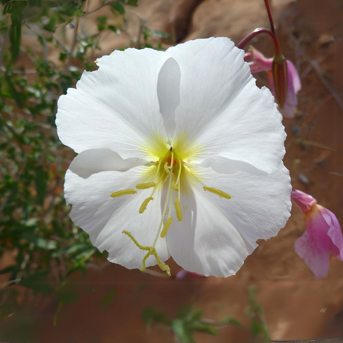 Oenothera Pallida (Pale Evening Primrose) Seeds - Suncups, 30 seeds