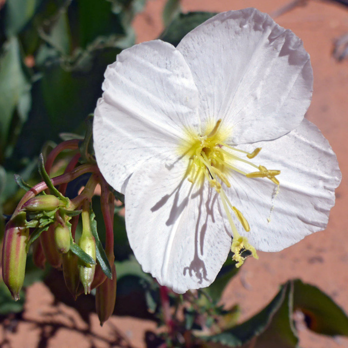Oenothera Pallida (Pale Evening Primrose) Seeds - Suncups, 30 seeds