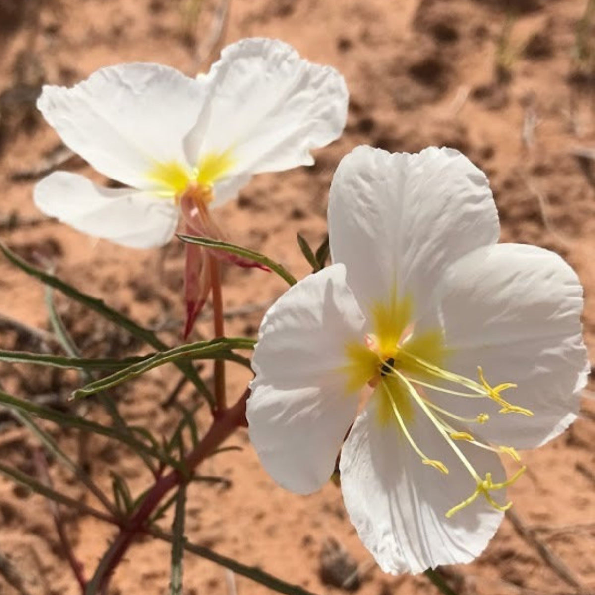 Oenothera Pallida (Pale Evening Primrose) Seeds - Suncups, 30 seeds