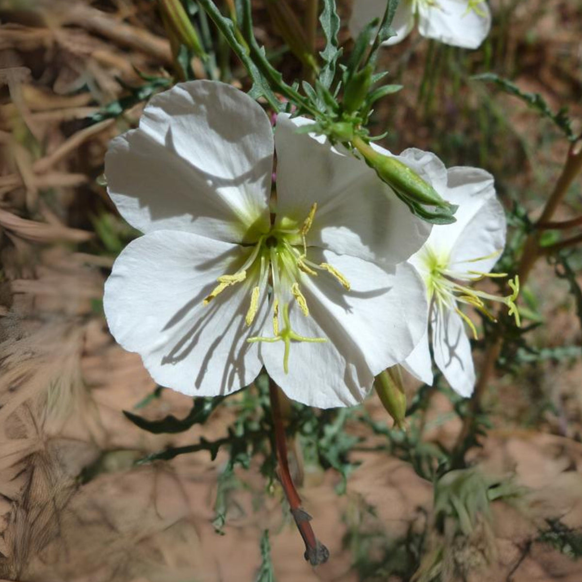 Oenothera Pallida (Pale Evening Primrose) Seeds - Suncups, 30 seeds