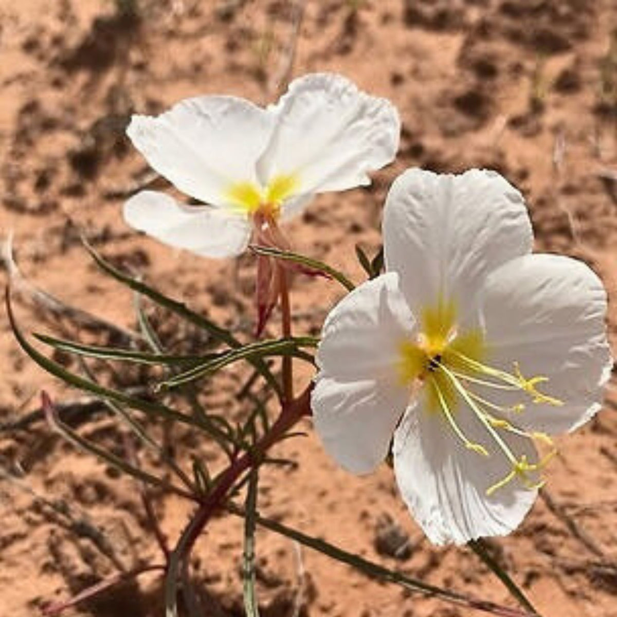 Oenothera Pallida (Pale Evening Primrose) Seeds - Suncups, 30 seeds