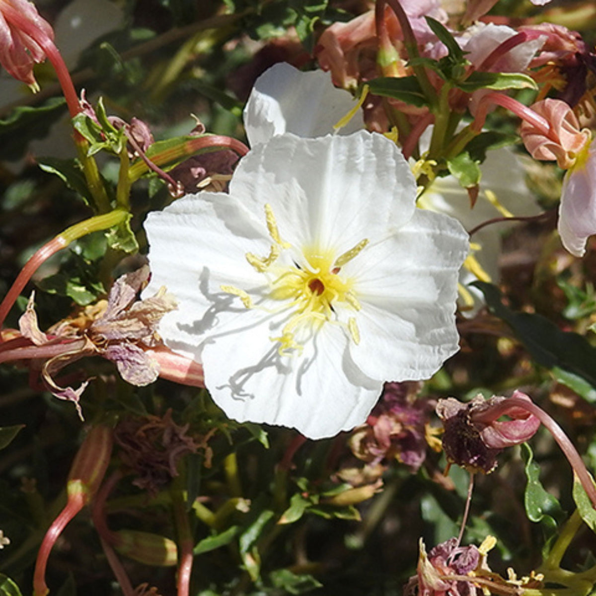 Oenothera Pallida (Pale Evening Primrose) Seeds - Suncups, 30 seeds