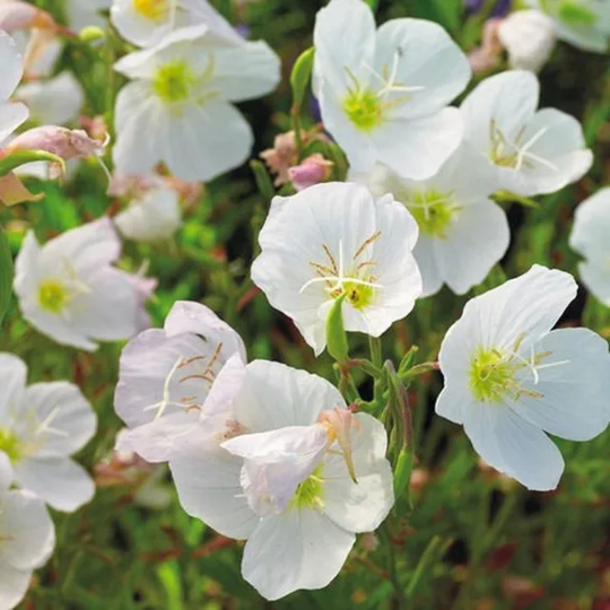 Oenothera Pallida (Pale Evening Primrose) Seeds - Suncups, 30 seeds