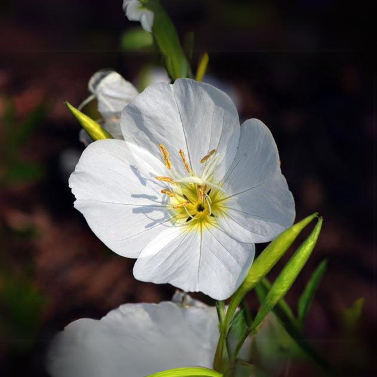Oenothera Pallida (Pale Evening Primrose) Seeds - Suncups, 30 seeds