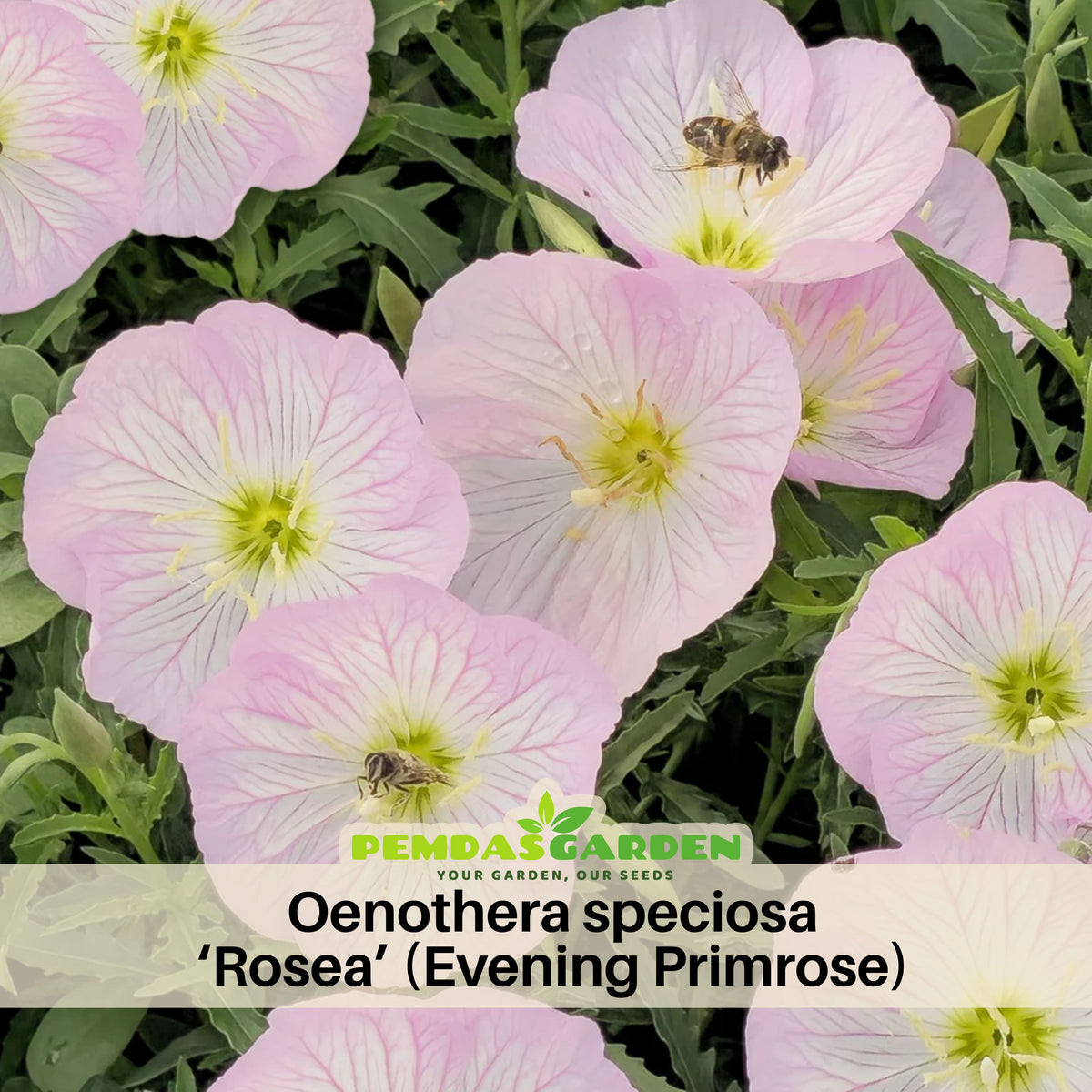 Oenothera Speciosa ‘Rosea’ (Evening Primrose) Seeds, 30 seeds