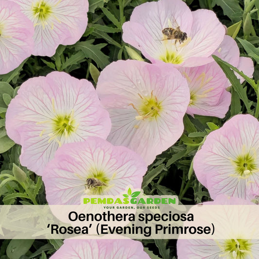 Oenothera Speciosa ‘Rosea’ (Evening Primrose) Seeds, 30 seeds