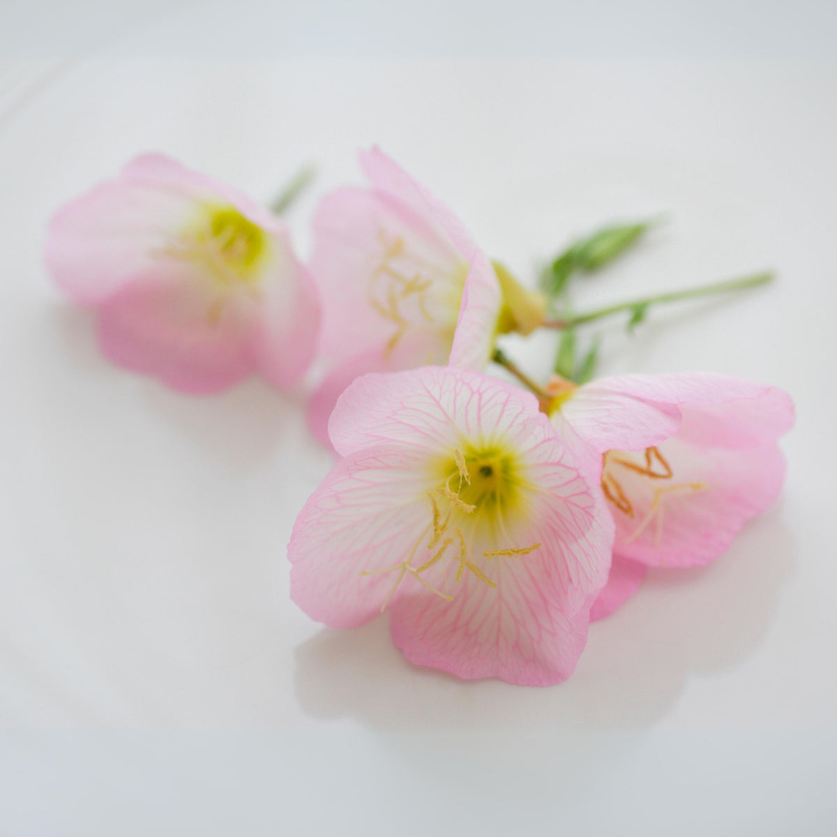 Oenothera Speciosa ‘Rosea’ (Evening Primrose) Seeds, 30 seeds