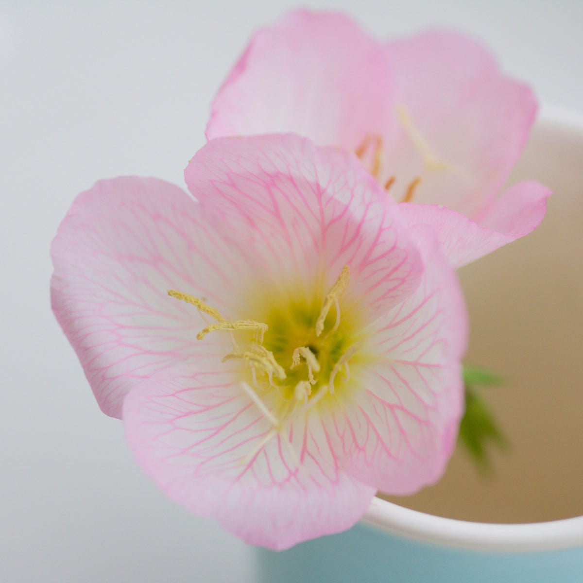 Oenothera Speciosa ‘Rosea’ (Evening Primrose) Seeds, 30 seeds