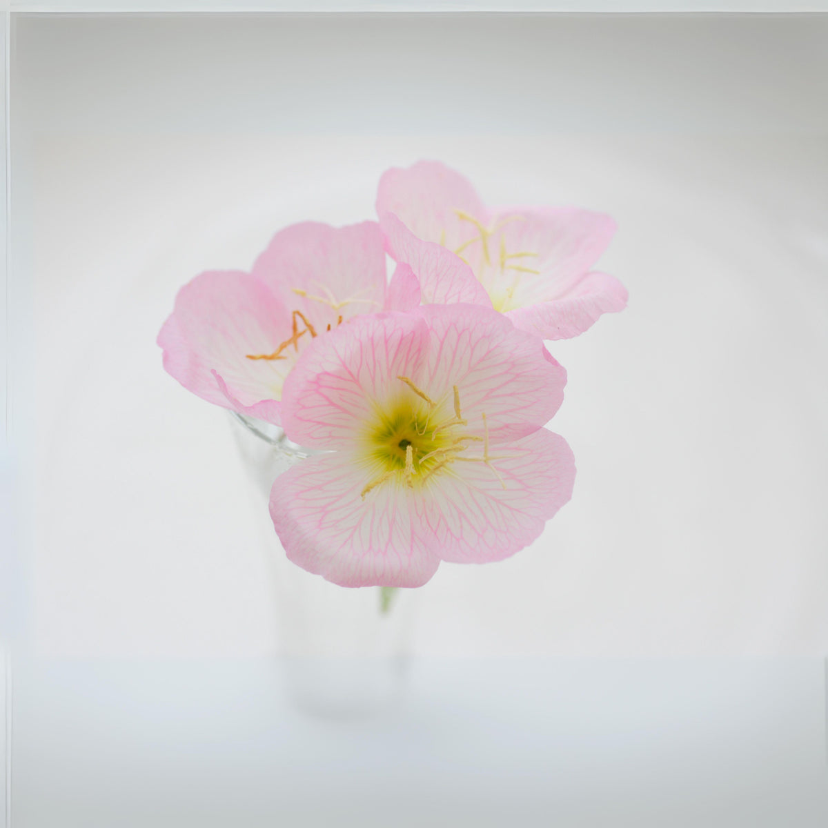 Oenothera Speciosa ‘Rosea’ (Evening Primrose) Seeds, 30 seeds