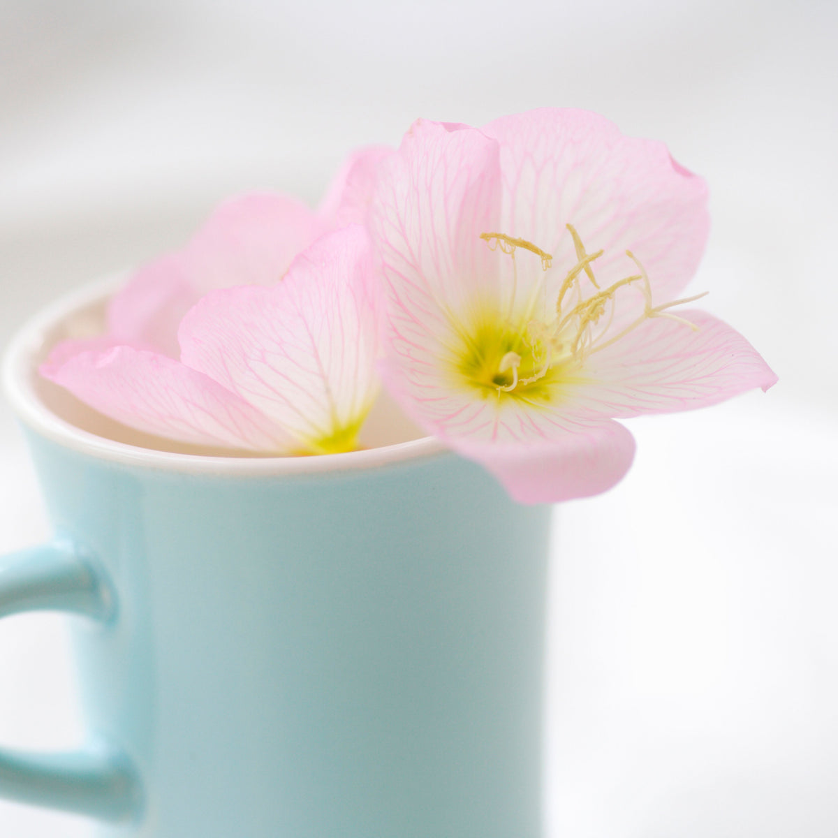 Oenothera Speciosa ‘Rosea’ (Evening Primrose) Seeds, 30 seeds
