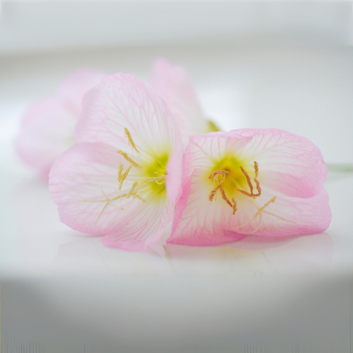 Oenothera Speciosa ‘Rosea’ (Evening Primrose) Seeds, 30 seeds