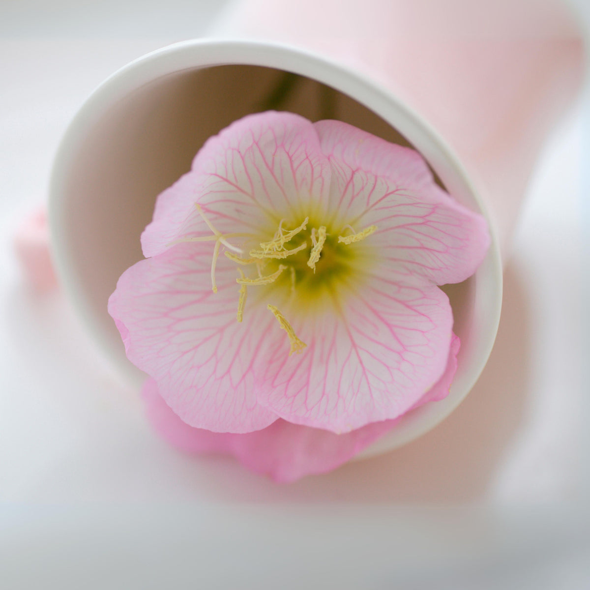 Oenothera Speciosa ‘Rosea’ (Evening Primrose) Seeds, 30 seeds
