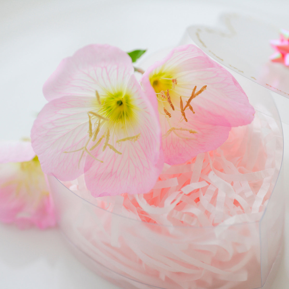 Oenothera Speciosa ‘Rosea’ (Evening Primrose) Seeds, 30 seeds