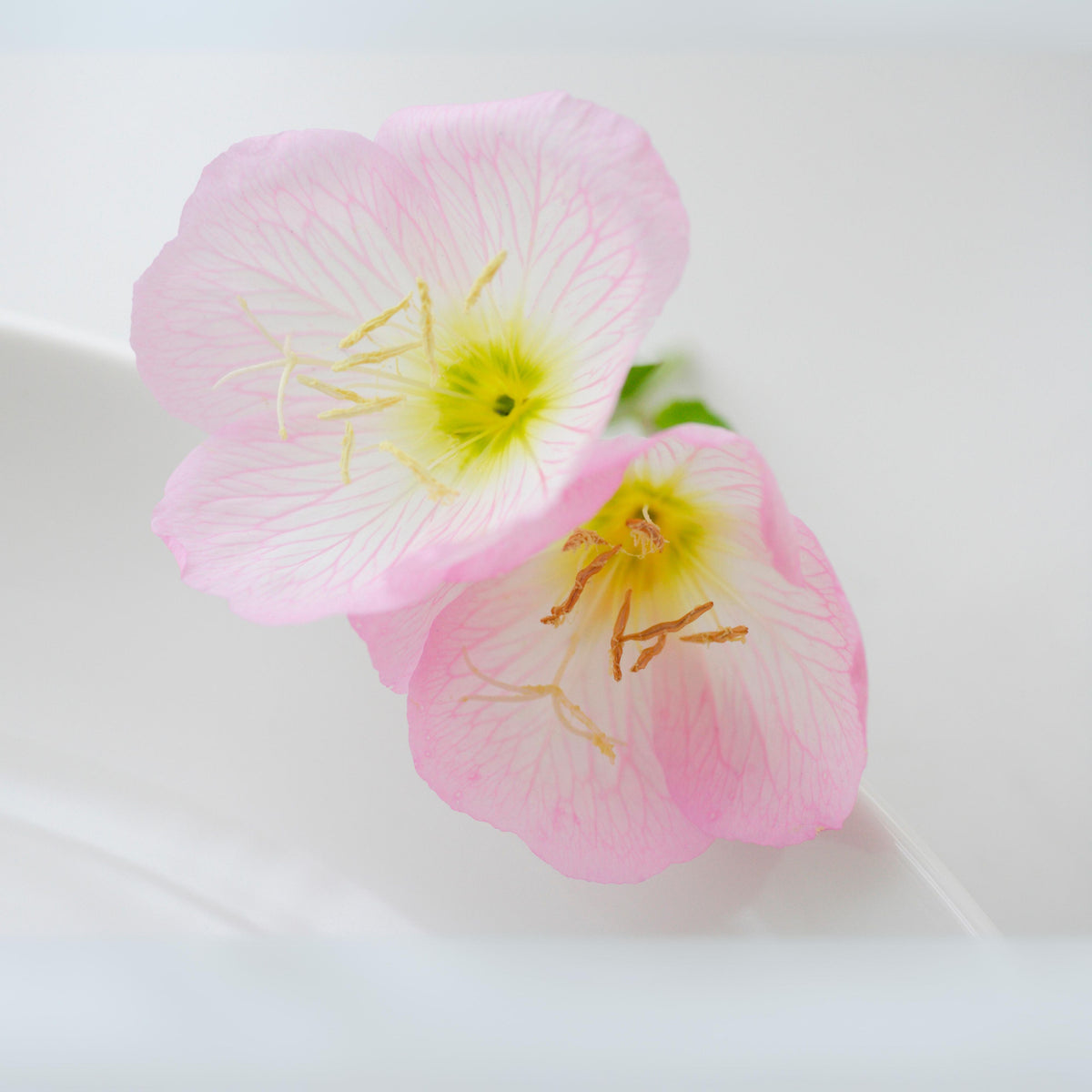 Oenothera Speciosa ‘Rosea’ (Evening Primrose) Seeds, 30 seeds