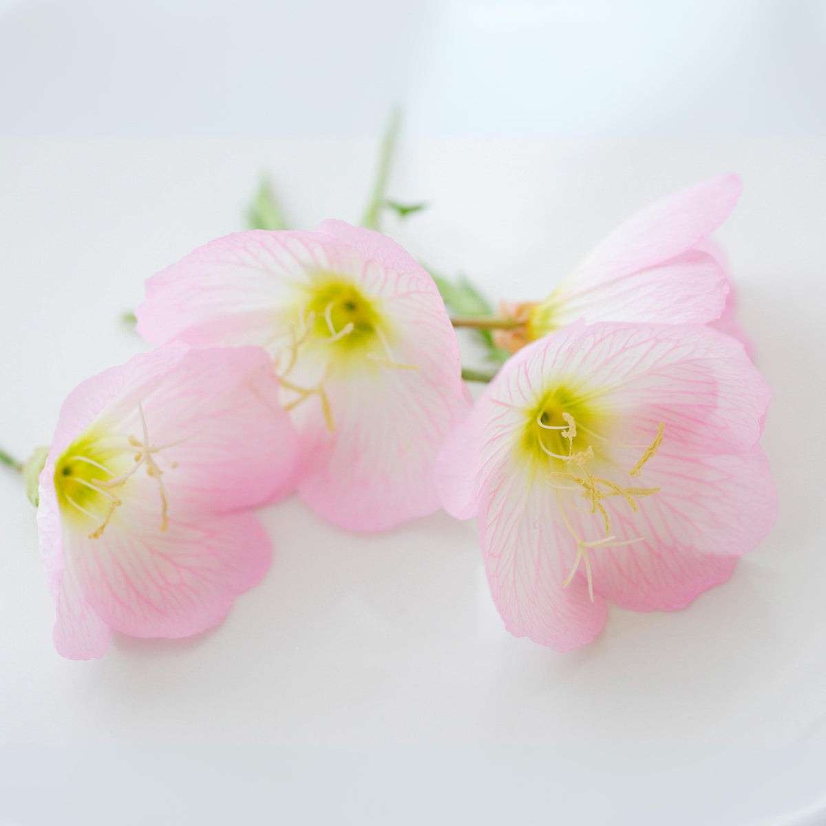 Oenothera Speciosa ‘Rosea’ (Evening Primrose) Seeds, 30 seeds