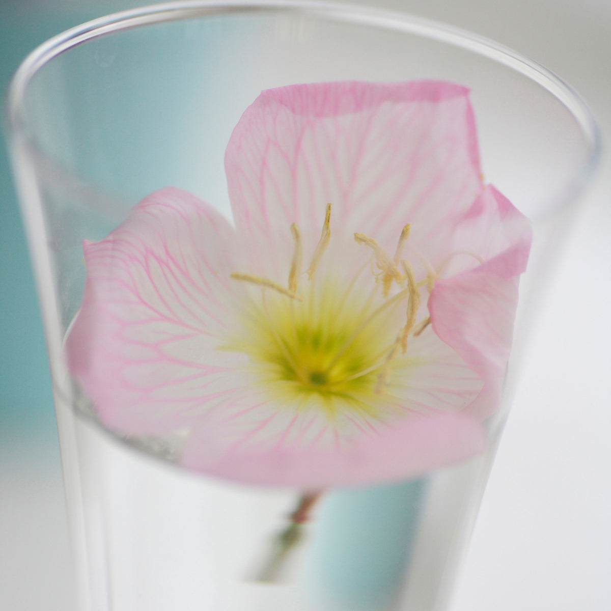 Oenothera Speciosa ‘Rosea’ (Evening Primrose) Seeds, 30 seeds