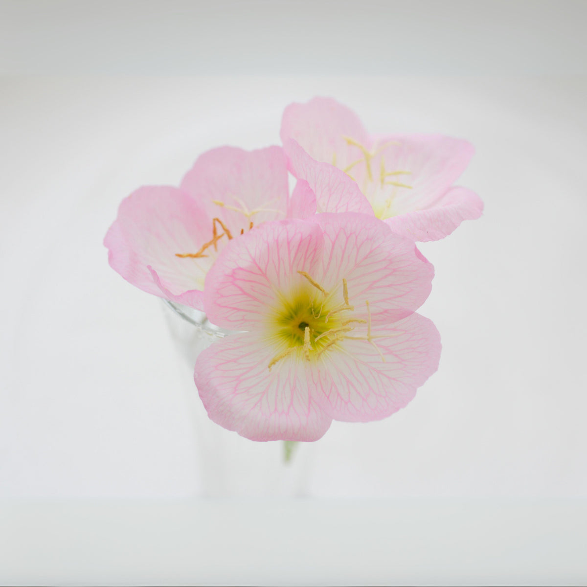 Oenothera Speciosa ‘Rosea’ (Evening Primrose) Seeds, 30 seeds