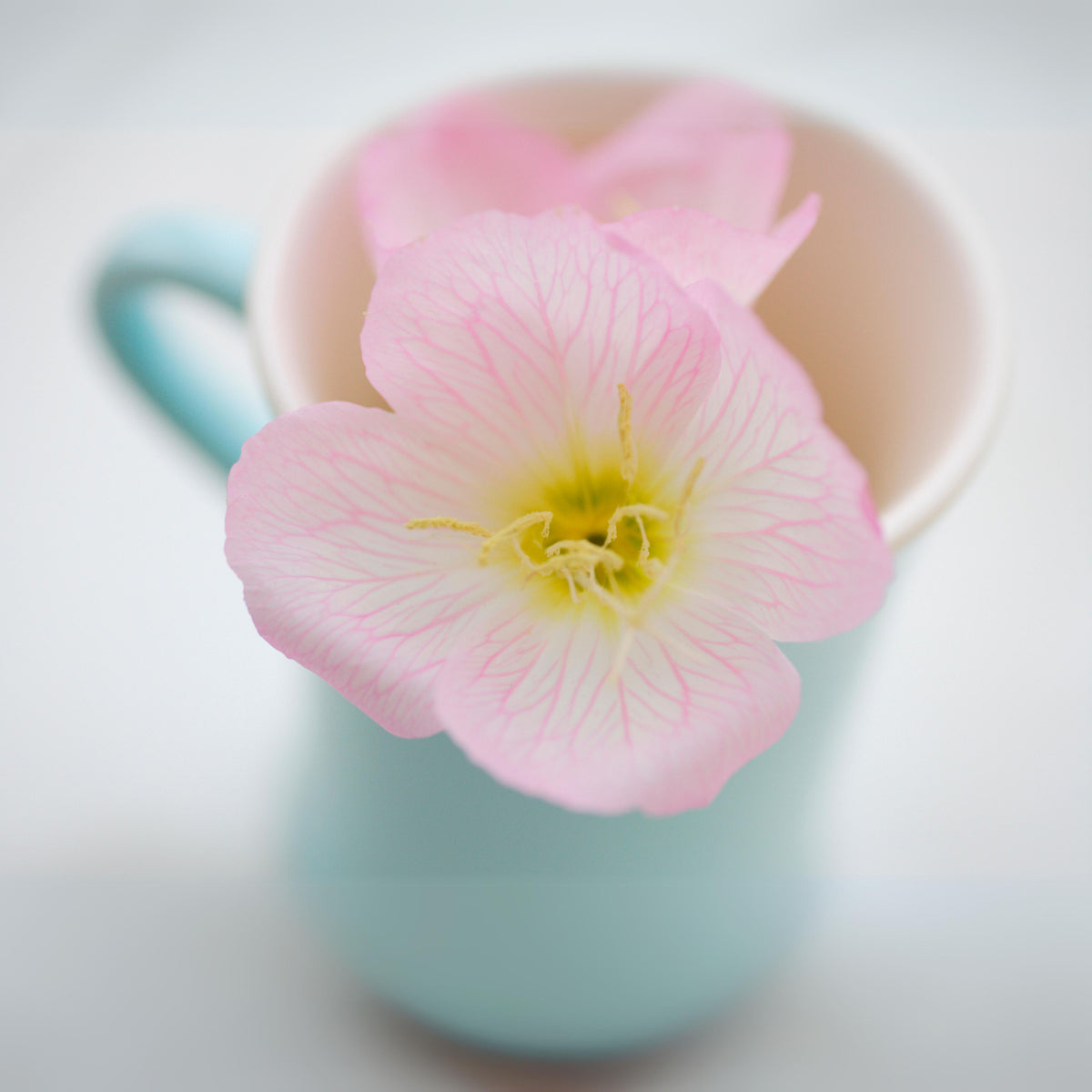 Oenothera Speciosa ‘Rosea’ (Evening Primrose) Seeds, 30 seeds