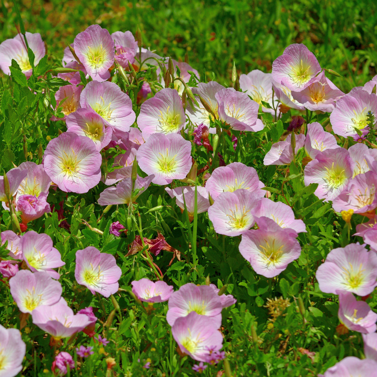 Oenothera Speciosa ‘Siskiyou’ (Evening Primrose) Seeds, 30 seeds