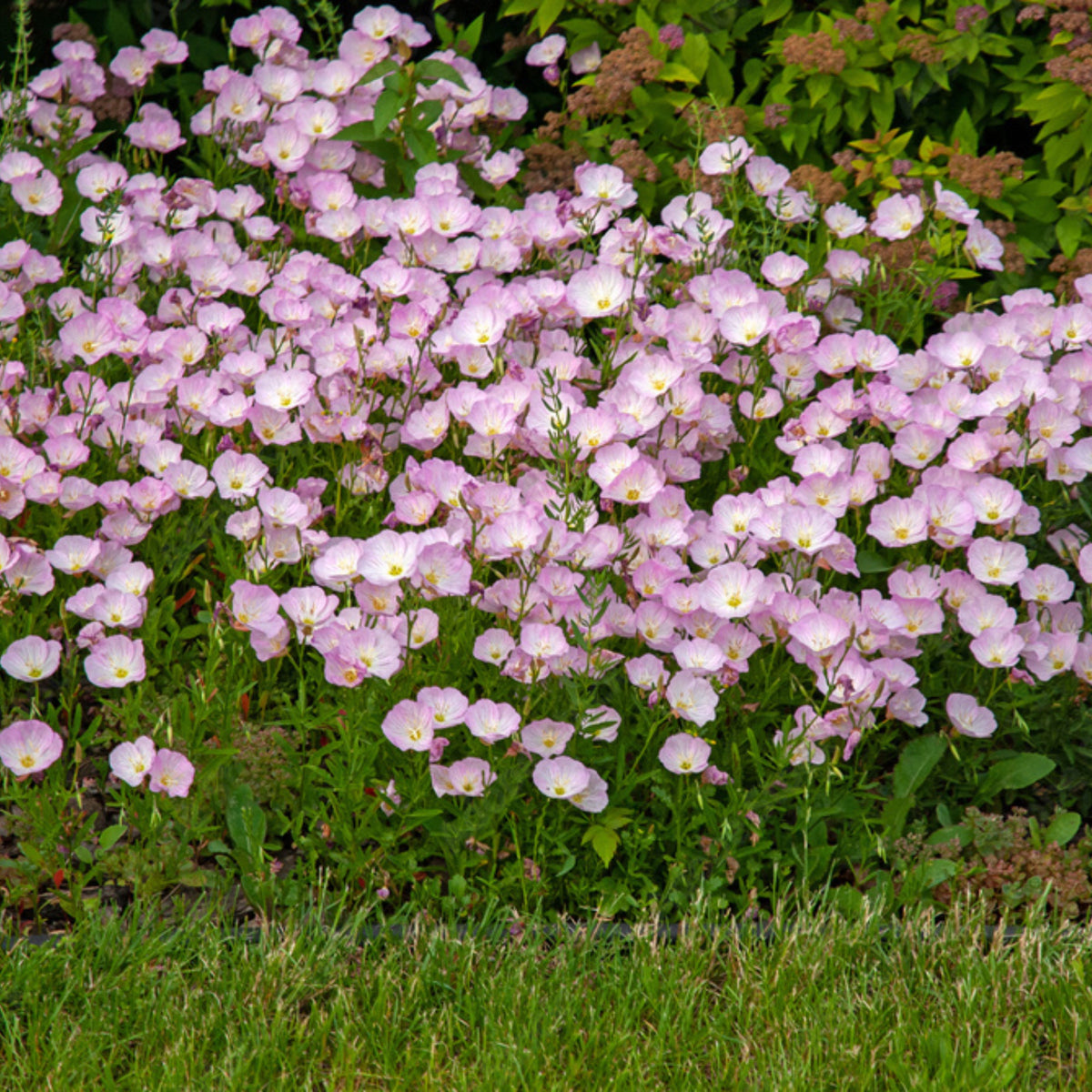 Oenothera Speciosa ‘Siskiyou’ (Evening Primrose) Seeds, 30 seeds