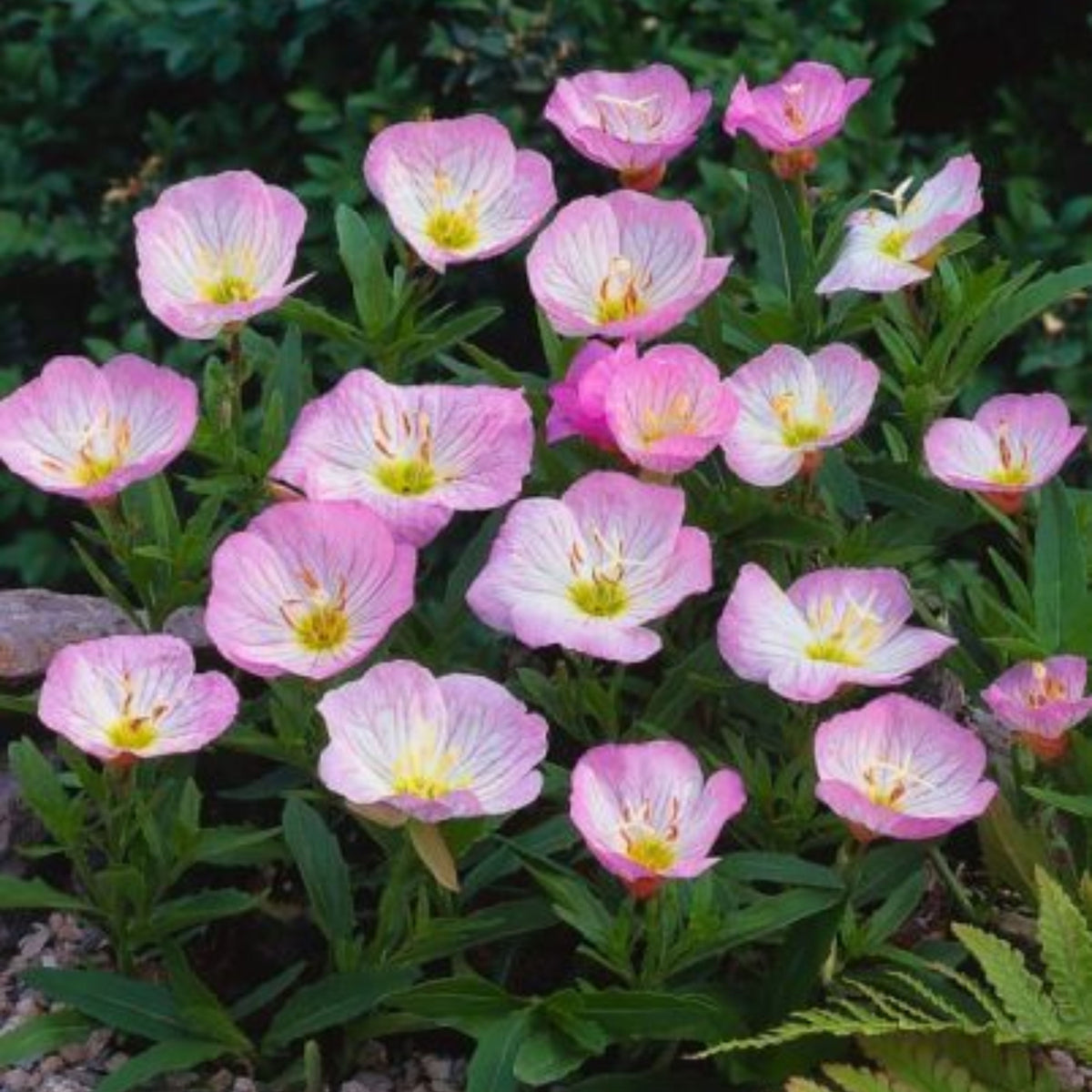 Oenothera Speciosa ‘Siskiyou’ (Evening Primrose) Seeds, 30 seeds